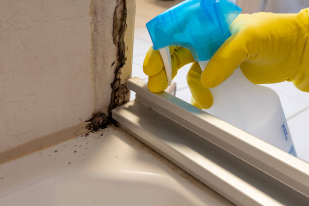 Best Mold Remediation for Healthcare Facilities  in Elmont, NY